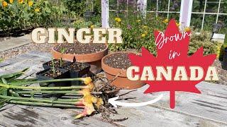 Growing and Harvesting GINGER!! in a Cool Climate  Gardening in Canada / Small Greenhouse