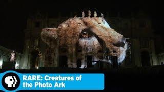 RARE: CREATURES OF THE PHOTO ARK | Impact of the Photo Ark | PBS