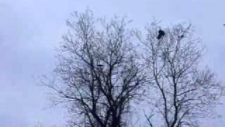 Turkey vultures and crows 1.AVI