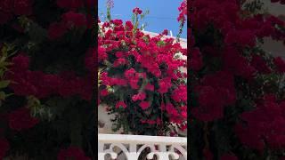 Bougainvillea/Бугенвиллея/부겐빌레아/#shorts