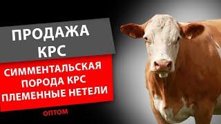 Симментал голштинизированный племенной. Продажа КРС живым весом оптом по РФ и СНГ