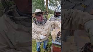 Чем заправлять дымарь ? #пчеловодство #дымарь #bee #пчёлы #beekeeper #beekeeping #honey #2024