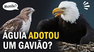 Uma ÁGUIA SELVAGEM que adotou um gavião? Ornitólogo Responde #38