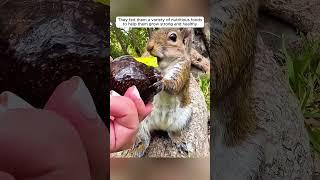 This kind couple found helpless baby squirrels and adopted them