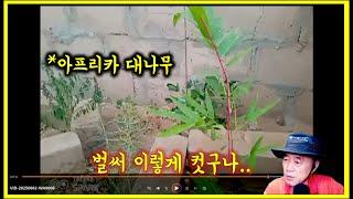 아프리카 나무심기. 대나무는 잘 커주고 있는데.. 모링가와 아주까리는?