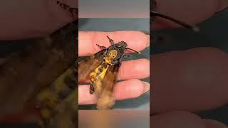 Wax Moth 