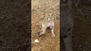 Huge Bobcat #ALsOutdoors #trapping #westvirginia