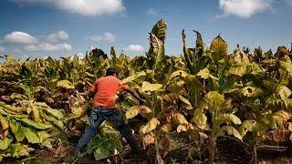 MADE IN THE USA: Child Labor & Tobacco