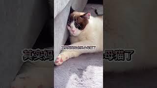 千万别骗一只成精的猫!不然你撒的谎可能圆不回去!看到最后#创作灵感 #成长力计划 #2021新春日记 #猫