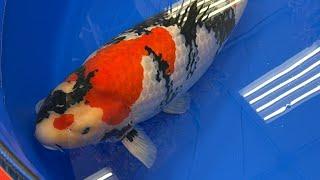 All Japan Koi Show (Live stream) BIG FISH!