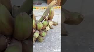 Brown Banana  in my home #brown#banana#viralshort #trending #food#brownbanana#fruits