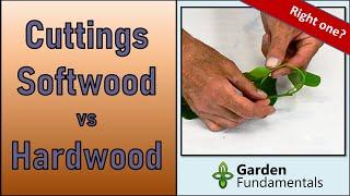 Softwood Cuttings vs Hardwood Cuttings ️️ And When to Collect Them