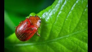 Insects (part III) Beetles: constitute the largest order Coleoptera and found everywhere in the ...