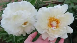 Mary E  Nicholls Peony in the Garden