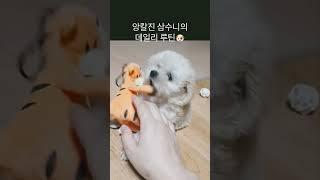 앙칼진 삼수니의 데일리 루틴 #강아지 #강아지일상 #반려견 #말티푸 #puppy #귀여운강아지 #dance #강아지브이로그