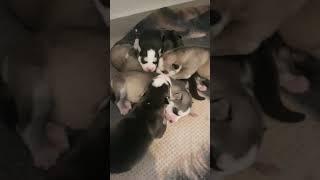 Good Morning Husky Puppies(6th Day)