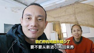 我们在长沙养的鸡越来越少了，要不要从新进小鸡回来养