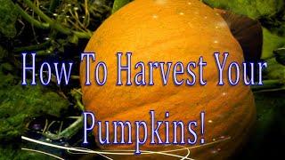 How To Harvest Pumpkins!