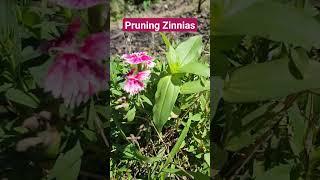 How to prune zinnias #pruning#zinnias#fall#garden#flower #flowergarden #fallgarden #farmlife