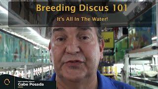 Breeding Discus 101 - It's In The Water