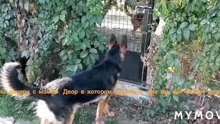 Багира встретилась с мамой.