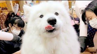 Samoyed's Grooming and Scissoring