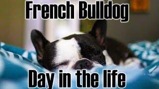 Day in the life of a French Bulldog (Tui)