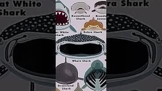 Types of sharks faces      Mako shark 