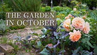 Full October Garden Tour of Our Permaculture Gardens & Flower Farm  Future Channel Plans