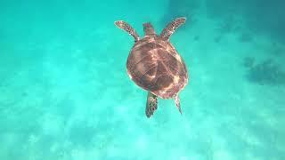 Stingray and Green Sea Turtle #snorkeling #turksandcaicos #stingray #seaturtle #gopro #goprohero8