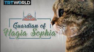 My Turkey: Meet the cat that guards the Hagia Sophia