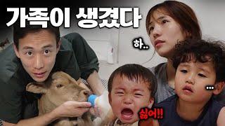 송아지와 함께 산다ㅣ26살시골부부ㅣ아기반응보기ㅣ축산업ㅣ시골라이프ㅣ힐링브이로그ㅣ육아ㅣ간호하기 ㅣ농부의하루‍