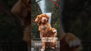 Dog's Emotional Intelligence