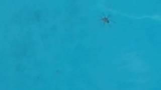 Wolf Spider Walks On Water