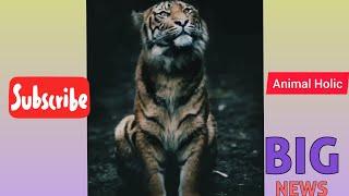 8 Animals will be extinct by 2050 #shorts | Animal Holic | Animal Lover | Sad news |#21