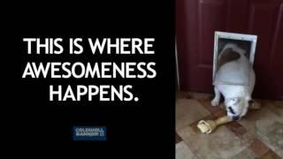 Bulldog  2016 Coldwell Banker Awesomeness Ad