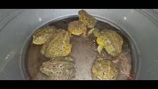 The Pixie Frog Nation Goes Fishing / Live Feeding