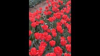 Tulip Garden NJ