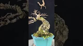 cắt bonsai đẹp của nghệ nhân Trung Quốc  #xuhuongtiktok #bonsaidep #bonsai #bonsaicaycanh #bonsaitr