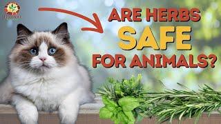 Are Herbs Safe for Pets and Animals? | Quick Lesson With Doc Jones