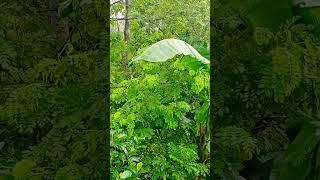 Rainy weather  green nature #sanjeetramanvideo