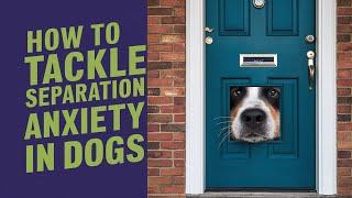 Revolutionize Your Dog's Separation Anxiety With These Proven Techniques