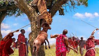 Touching Story! Maasai People Rushed To Attack The Leopard To Rescue The Poor Deer - Lion Vs Buffalo