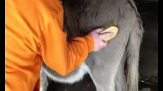 Extreme Clowning - Donkey Grooming