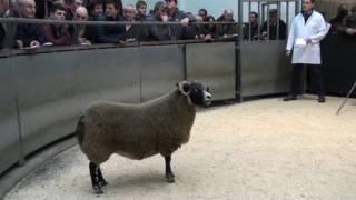 Dalwyne  Blackface     Gimmer 7,200gns