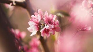 리봄화장품(주) 브랜드 영상(ENG) | reBom Cosmetics Co., Ltd.