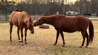 Natural Enrichment & Exercise in a Mixed Gender Herd