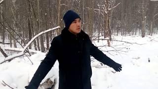 Воруют лес под видом строительства дорог
