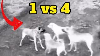 Kangal Takes On 4 Dogs Solo And Wins!