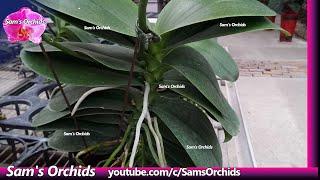 Huge Phalaenopsis orchids in the orchid nursery.